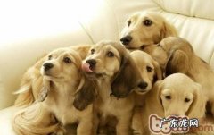 幼狗到成犬特别注意的全过程