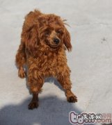 怎样治疗小狗肠胃炎