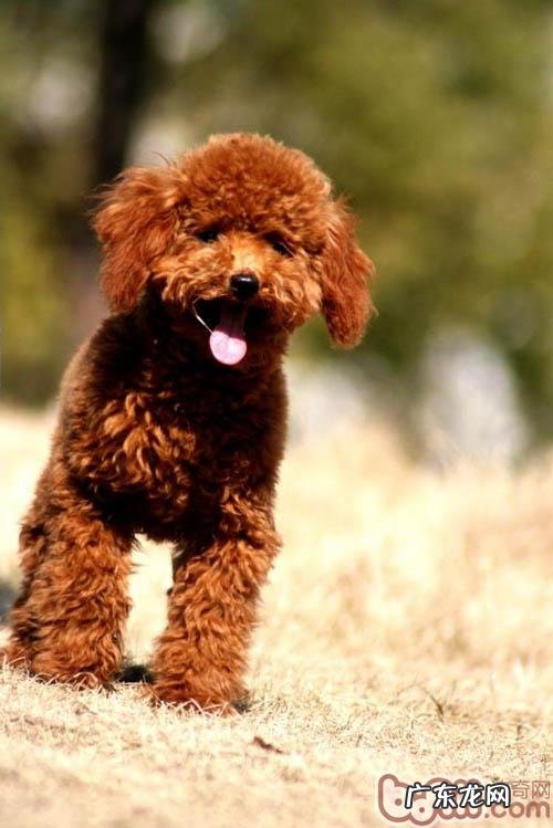 小狗得了口腔内部溃疡怎么办