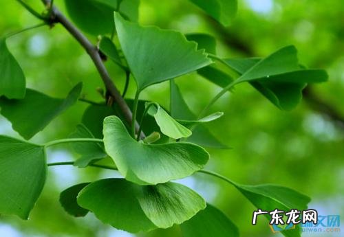 描写银杏树的美句 【抖音文案】描写银杏树的好句好段