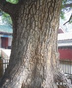 描写银杏树的美句 【抖音文案】描写银杏树的好句好段