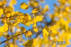 关于秋天银杏树的优美句子 摘抄 【抖音文案】关于秋天银杏树的句子有哪些