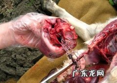 有关犬心丝虫病的病源及预防