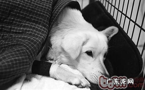 小狗尿路结石产生的根本原因