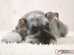 小狗皮下脂肪瘤的缘故及分辨