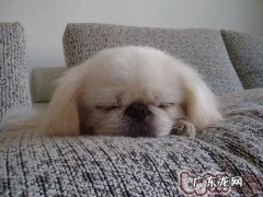 警醒小狗的上上呼吸道感染