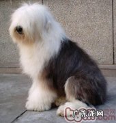 狗类睑外翻病症和治疗方法