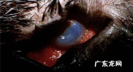 狗类睑外翻病症和治疗方法