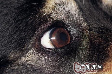 狗类睑外翻病症和治疗方法