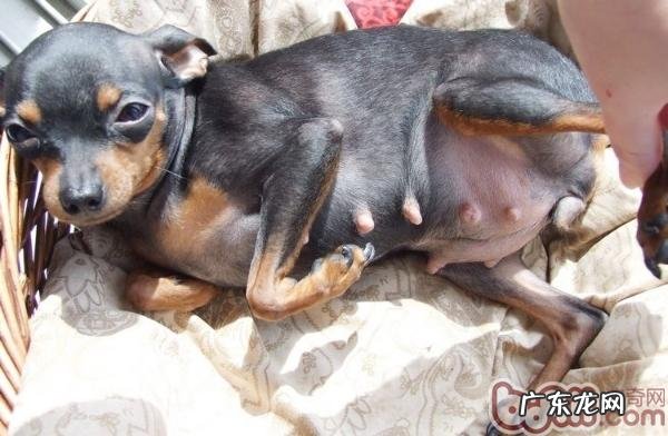 家中繁育幼狗特别注意小产