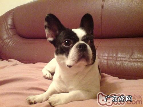 小狗耳孔病的防止方式