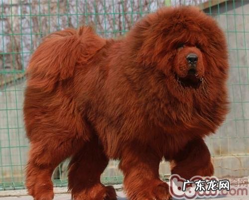 宠物犬腿瘸是怎么回事