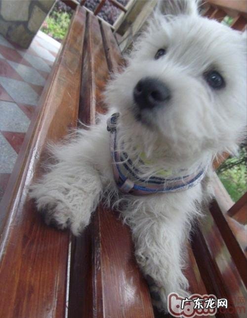 小狗是不是身心健康的分辨规范