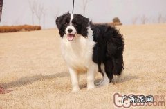 怎么判断母犬是不是应当繁育