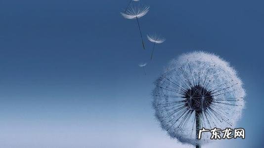 描写蒲公英外貌的句子 【抖音文案】描写蒲公英漫天飞舞的句子
