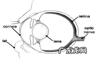 狗类睑内翻病症和治疗方法