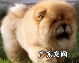 狗类睑内翻病症和治疗方法