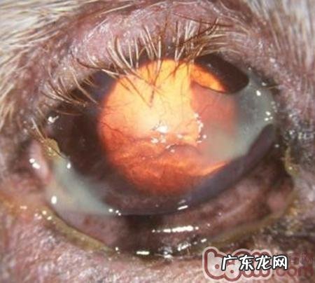 狗类睑内翻病症和治疗方法