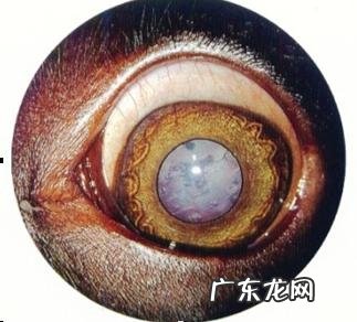 小宠物白內障的发病原因和治疗方法