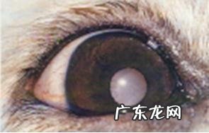 小宠物白內障的发病原因和治疗方法