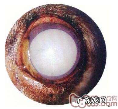 小宠物白內障的发病原因和治疗方法