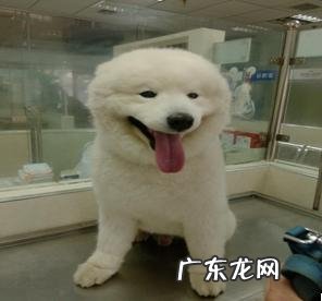 小宠物白內障的发病原因和治疗方法