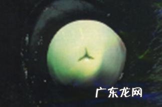 小宠物白內障的发病原因和治疗方法