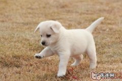 8款自做小狗催奶汤