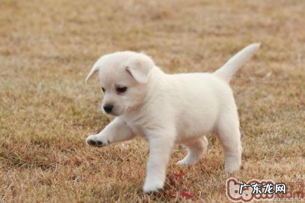 8款自做小狗催奶汤