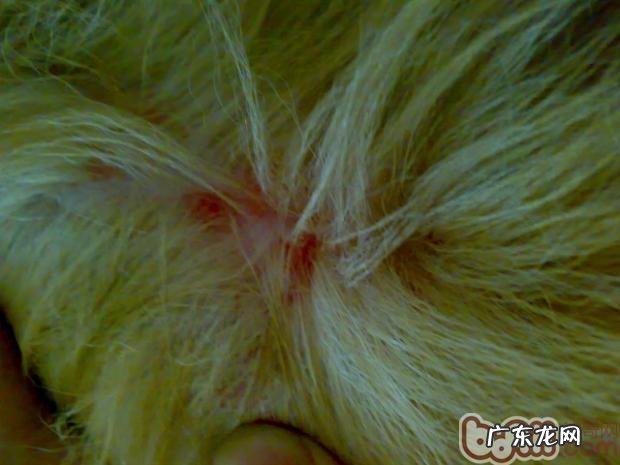 生活起居中必须为小狗做的检查身体