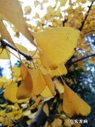 描写深秋银杏叶的诗句 【抖音文案】描写枯黄银杏叶的诗句