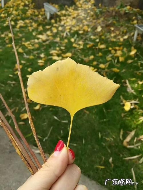 描写深秋银杏叶的诗句 【抖音文案】描写枯黄银杏叶的诗句