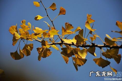 秋天银杏落叶的唯美句子 【抖音文案】秋天银杏唯美句子短一点