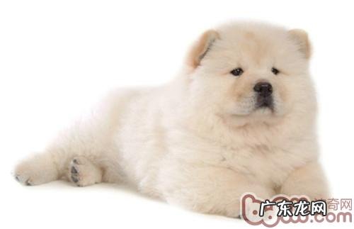 对小狗过敏了怎么办