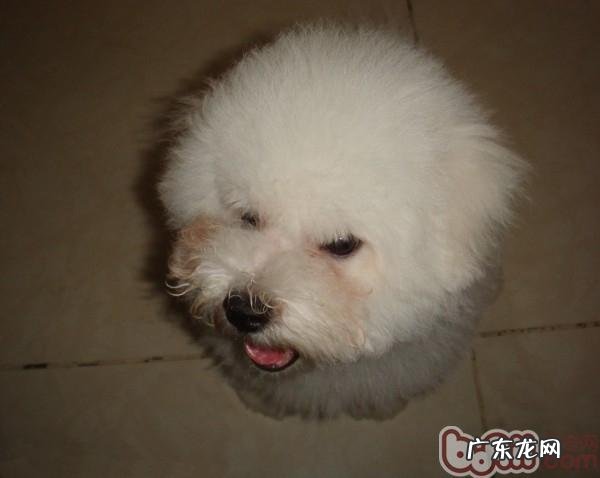 小狗泪斑产生的根本原因