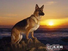 细心关爱 让小狗免遭病症困扰