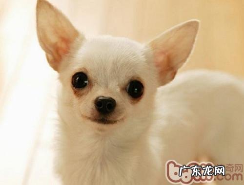 细心关爱 让小狗免遭病症困扰