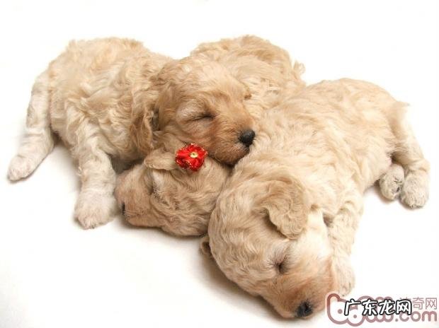 盲目跟风追求完美非纯种，狗类血亲繁殖的不幸