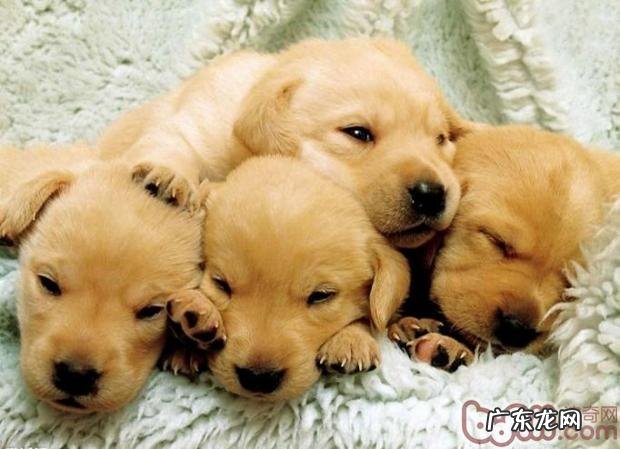 怎样选择一只身心健康的小狗