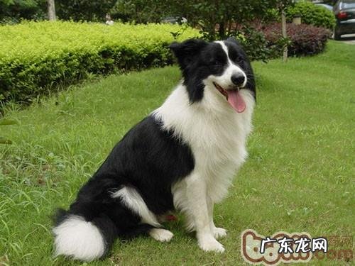 保养得病小狗有什么方法