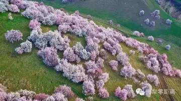 冈比亚灯草的来源 冈比亚灯草是怎么来的