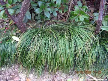 冈比亚灯草的来源 冈比亚灯草是怎么来的