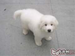 小狗患满虫病应该怎么办