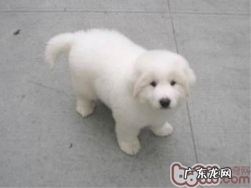 小狗患满虫病应该怎么办