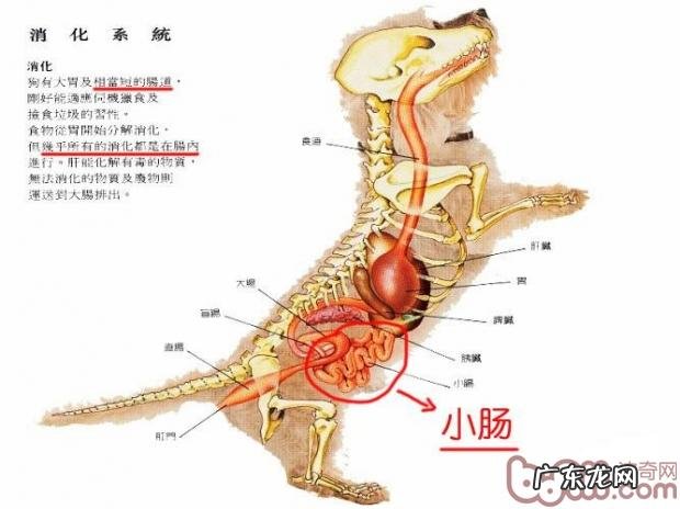 小狗消化不好的缘故及病症