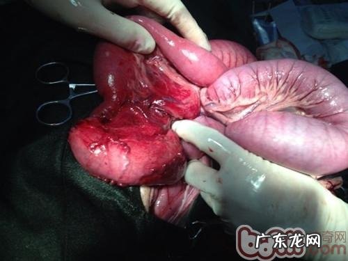 一例德牧犬比较严重肠套叠病例分析