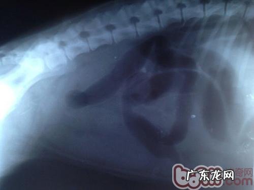 一例德牧犬比较严重肠套叠病例分析