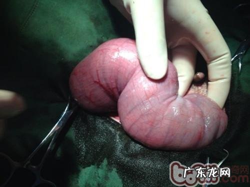 一例德牧犬比较严重肠套叠病例分析