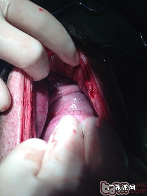 一例德牧犬比较严重肠套叠病例分析