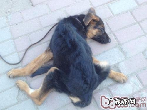 一例德牧犬比较严重肠套叠病例分析